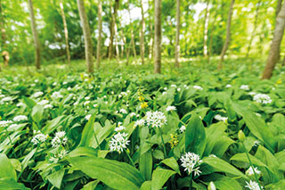 Dominiert im Frühling das Bild in den heimischen Auwäldern: der Bärlauch.