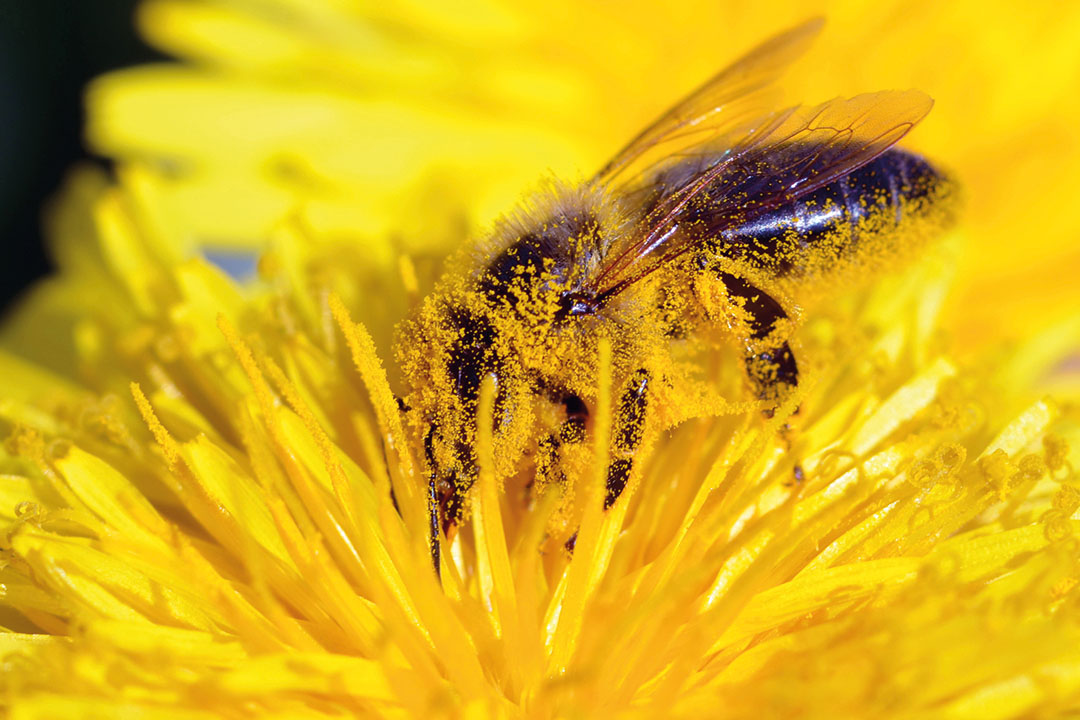 Biene auf der Blüte einer Durchwachsenen Silphie.