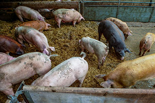 "Bodenschatz" in Mögstetten: Erfolgreich mit bio-dynamischer Landwirtschaft